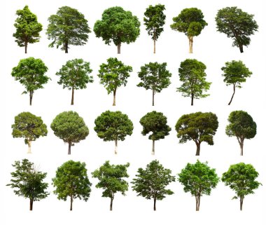 İzole edilmiş ağaç yeşili seti beyaz arkaplanda yer almaktadır. Beyaz zemin üzerinde izole edilmiş yeşil ağaç koleksiyonu