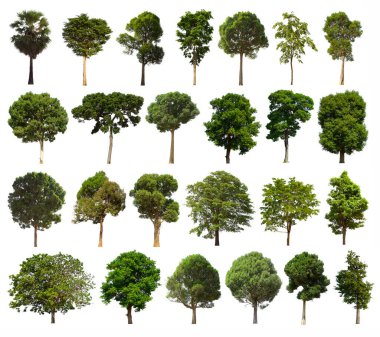 İzole edilmiş ağaç yeşili seti beyaz arkaplanda yer almaktadır. Beyaz zemin üzerinde izole edilmiş yeşil ağaç koleksiyonu