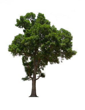 İzole edilmiş ağaç beyaz arka planda yer alır. Beyaz arkaplanda izole edilmiş ağaç koleksiyonu