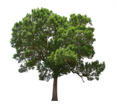 İzole edilmiş ağaç beyaz arka planda yer alır. Beyaz arkaplanda izole edilmiş ağaç koleksiyonu