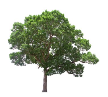 İzole edilmiş ağaç beyaz arka planda yer alır. Beyaz arkaplanda izole edilmiş ağaç koleksiyonu