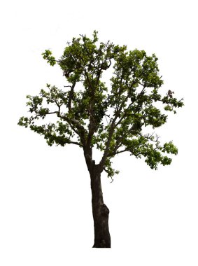 İzole edilmiş ağaç beyaz arka planda yer alır. Beyaz arkaplanda izole edilmiş ağaç koleksiyonu