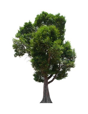 İzole edilmiş ağaç beyaz arka planda yer alır. Beyaz arkaplanda izole edilmiş ağaç koleksiyonu