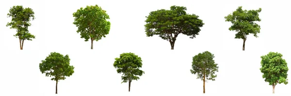 Set Pohon Hijau Terisolasi Terletak Latar Belakang Putih Koleksi Hijau — Stok Foto