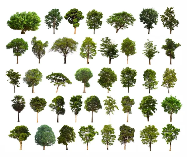 İzole edilmiş ağaç yeşili seti beyaz arkaplanda yer almaktadır. Beyaz zemin üzerinde izole edilmiş yeşil ağaç koleksiyonu