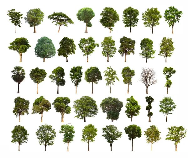 İzole edilmiş ağaç yeşili seti beyaz arkaplanda yer almaktadır. Beyaz zemin üzerinde izole edilmiş yeşil ağaç koleksiyonu