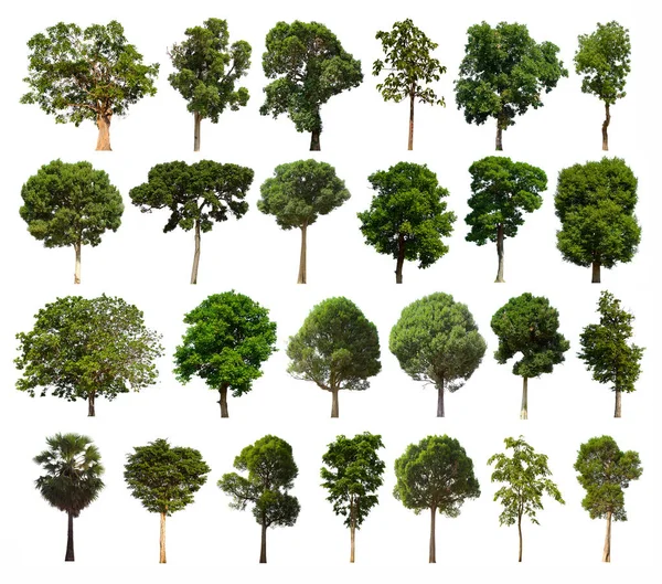 Isolerat Träd Grönt Set Ligger Vit Bakgrund Insamling Isolerade Träd — Stockfoto