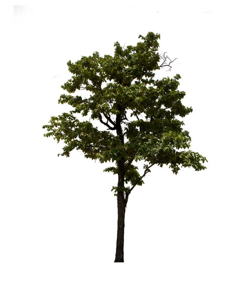 Isolierter Baum Steht Auf Weißem Hintergrund Sammlung Von Isolierten Baum — Stockfoto