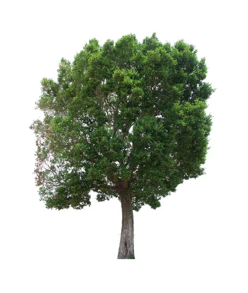 Isolierter Baum Steht Auf Weißem Hintergrund Sammlung Von Isolierten Baum — Stockfoto