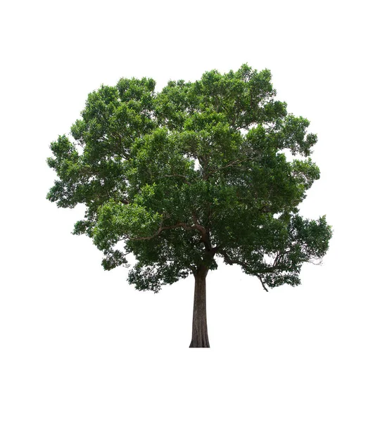 Isolierter Baum Steht Auf Weißem Hintergrund Sammlung Von Isolierten Baum — Stockfoto