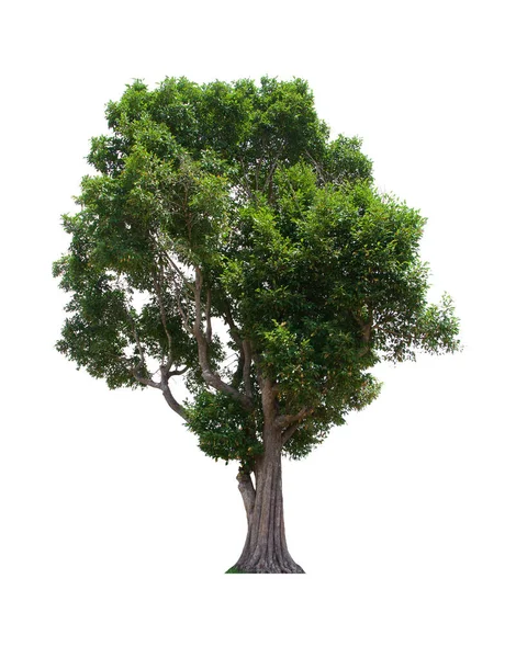 İzole edilmiş ağaç beyaz arka planda yer alır. Beyaz arkaplanda izole edilmiş ağaç koleksiyonu