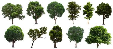 İzole edilmiş yeşil ağaç kümesi beyaz bir arkaplanda yer almaktadır. İzole edilmiş yeşil ağaç kümesi beyaz zemin üzerinde tropikal ağaçta toplanmaktadır.