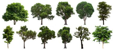 İzole edilmiş yeşil ağaç kümesi beyaz bir arkaplanda yer almaktadır. İzole edilmiş yeşil ağaç kümesi beyaz zemin üzerinde tropikal ağaçta toplanmaktadır.