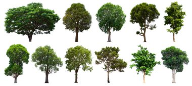 İzole edilmiş yeşil ağaç kümesi beyaz bir arkaplanda yer almaktadır. İzole edilmiş yeşil ağaç kümesi beyaz zemin üzerinde tropikal ağaçta toplanmaktadır.