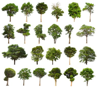 İzole edilmiş yeşil ağaç kümesi beyaz bir arkaplanda yer almaktadır. İzole edilmiş yeşil ağaç kümesi beyaz zemin üzerinde tropikal ağaçta toplanmaktadır.