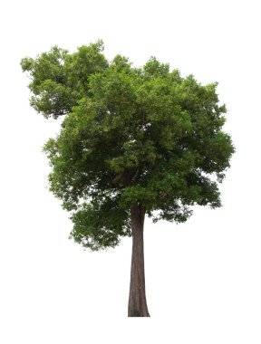 İzole edilmiş ağaç yeşili beyaz arkaplanda yer almaktadır. Beyaz arkaplanda izole edilmiş ağaç koleksiyonu