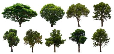 İzole edilmiş yeşil ağaç kümesi beyaz bir arkaplanda yer almaktadır. İzole edilmiş yeşil ağaç kümesi beyaz zemin üzerinde tropikal ağaçta toplanmaktadır.