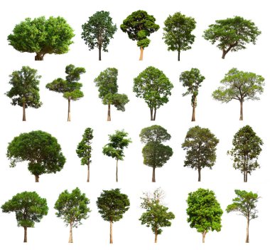 İzole edilmiş yeşil ağaç kümesi beyaz bir arkaplanda yer almaktadır. İzole edilmiş yeşil ağaç kümesi beyaz zemin üzerinde tropikal ağaçta toplanmaktadır.