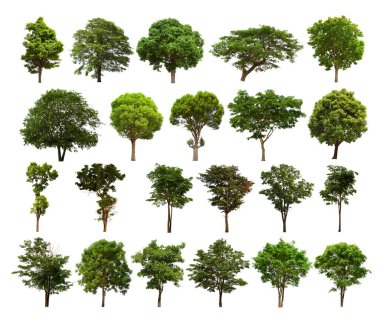 İzole edilmiş yeşil ağaç kümesi beyaz bir arkaplanda yer almaktadır. İzole edilmiş yeşil ağaç kümesi beyaz zemin üzerinde tropikal ağaçta toplanmaktadır.