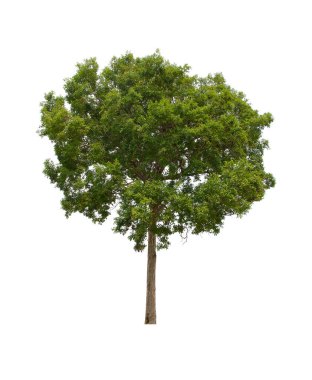 İzole edilmiş ağaç yeşili beyaz arkaplanda yer almaktadır. Beyaz arkaplanda izole edilmiş ağaç koleksiyonu