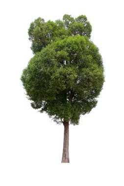İzole edilmiş ağaç yeşili beyaz arkaplanda yer almaktadır. Beyaz arkaplanda izole edilmiş ağaç koleksiyonu