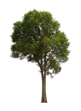 İzole edilmiş ağaç yeşili beyaz arkaplanda yer almaktadır. Beyaz arkaplanda izole edilmiş ağaç koleksiyonu