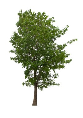 İzole edilmiş ağaç yeşili beyaz arkaplanda yer almaktadır. Beyaz arkaplanda izole edilmiş ağaç koleksiyonu