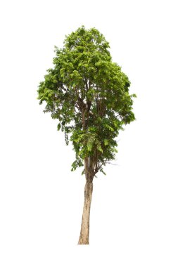 İzole edilmiş ağaç yeşili beyaz arkaplanda yer almaktadır. Beyaz arkaplanda izole edilmiş ağaç koleksiyonu
