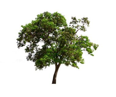 İzole edilmiş ağaç yeşili beyaz arkaplanda yer almaktadır. Beyaz arkaplanda izole edilmiş ağaç koleksiyonu