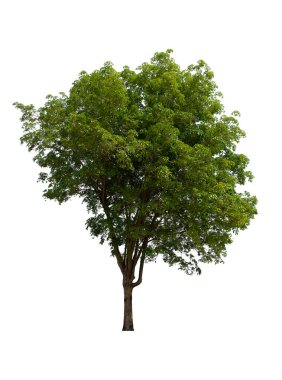 İzole edilmiş ağaç yeşili beyaz arkaplanda yer almaktadır. Beyaz arkaplanda izole edilmiş ağaç koleksiyonu
