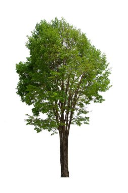 İzole edilmiş ağaç yeşili beyaz arkaplanda yer almaktadır. Beyaz arkaplanda izole edilmiş ağaç koleksiyonu