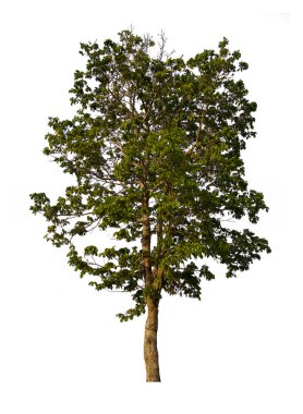 İzole edilmiş ağaç yeşili beyaz arkaplanda yer almaktadır. Beyaz arkaplanda izole edilmiş ağaç koleksiyonu