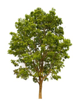 İzole edilmiş ağaç yeşili beyaz arkaplanda yer almaktadır. Beyaz arkaplanda izole edilmiş ağaç koleksiyonu