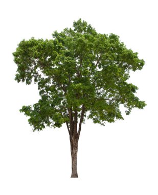 İzole edilmiş ağaç yeşili beyaz arkaplanda yer almaktadır. Beyaz arkaplanda izole edilmiş ağaç koleksiyonu