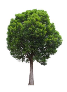 İzole edilmiş ağaç yeşili beyaz arkaplanda yer almaktadır. Beyaz arkaplanda izole edilmiş ağaç koleksiyonu