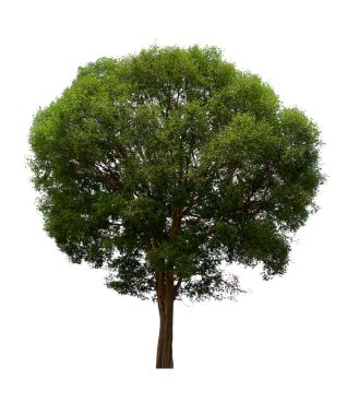 İzole edilmiş ağaç yeşili beyaz arkaplanda yer almaktadır. Beyaz arkaplanda izole edilmiş ağaç koleksiyonu