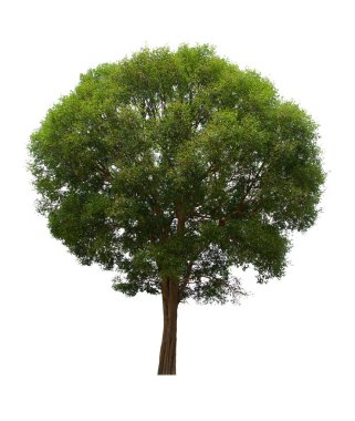 İzole edilmiş ağaç yeşili beyaz arkaplanda yer almaktadır. Beyaz arkaplanda izole edilmiş ağaç koleksiyonu