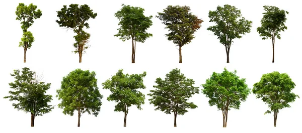 İzole edilmiş yeşil ağaç kümesi beyaz bir arkaplanda yer almaktadır. İzole edilmiş yeşil ağaç kümesi beyaz zemin üzerinde tropikal ağaçta toplanmaktadır.