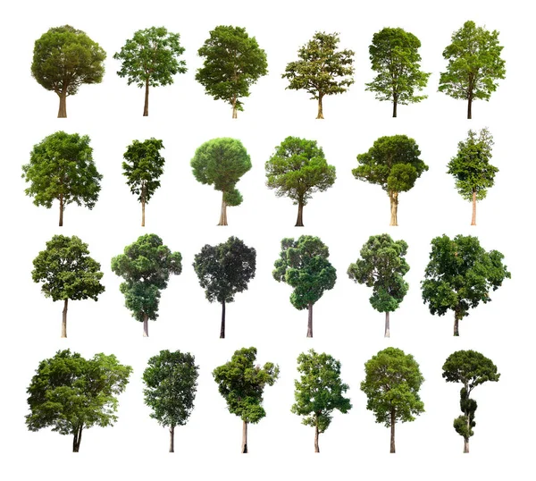 Isolerat Träd Grönt Set Ligger Vit Bakgrund Samling Isolerade Träd — Stockfoto