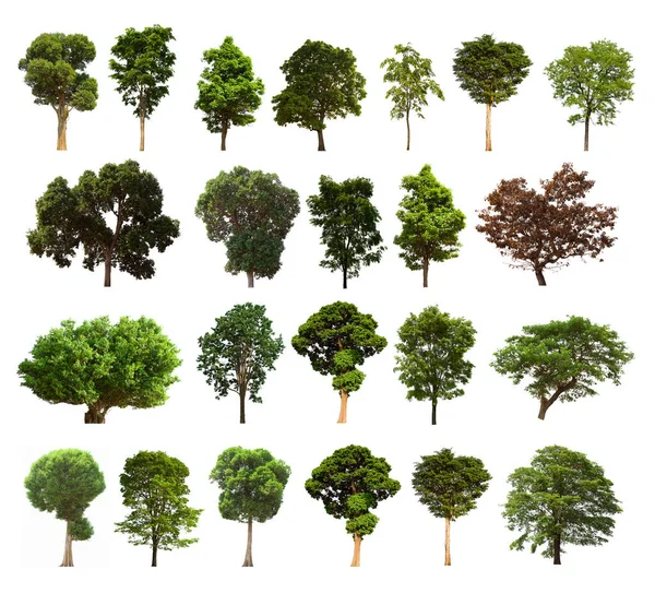 isolated tree green set is located on a white background.Collection of isolated tree green on white background Tropical tree