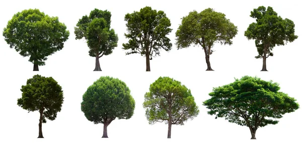 Izolovaný Strom Zelená Sada Nachází Bílém Pozadí Kolekce Izolované Strom — Stock fotografie
