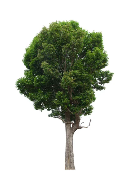 İzole edilmiş ağaç yeşili beyaz arkaplanda yer almaktadır. Beyaz arkaplanda izole edilmiş ağaç koleksiyonu