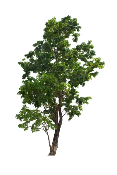 隔離された木の緑は白い背景にあります 白地に孤立した木のコレクション熱帯の木 — ストック写真