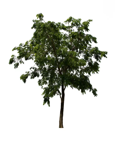Das Vereinzelte Baumgrün Befindet Sich Auf Weißem Hintergrund Sammlung Von — Stockfoto