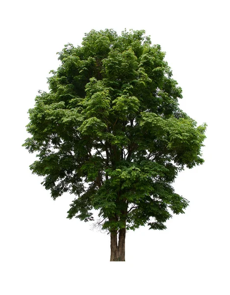 Das Vereinzelte Baumgrün Befindet Sich Auf Weißem Hintergrund Sammlung Von — Stockfoto