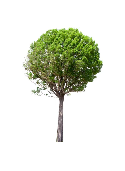 İzole edilmiş ağaç yeşili beyaz arkaplanda yer almaktadır. Beyaz arkaplanda izole edilmiş ağaç koleksiyonu