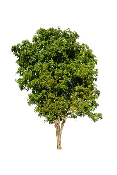 Izolovaný Strom Zelená Nachází Bílém Pozadí Kolekce Izolovaného Stromu Bílém — Stock fotografie