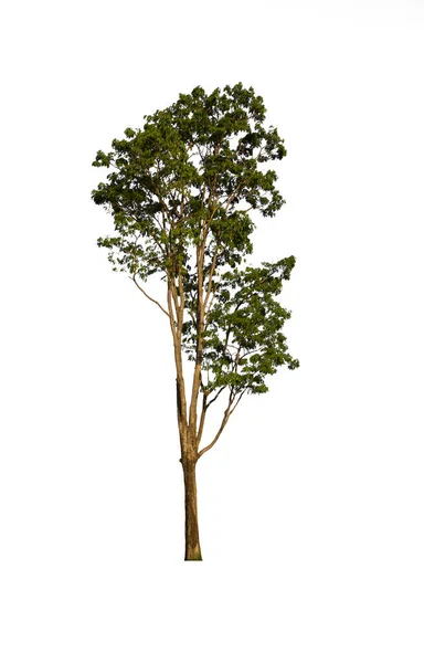 İzole edilmiş ağaç yeşili beyaz arkaplanda yer almaktadır. Beyaz arkaplanda izole edilmiş ağaç koleksiyonu
