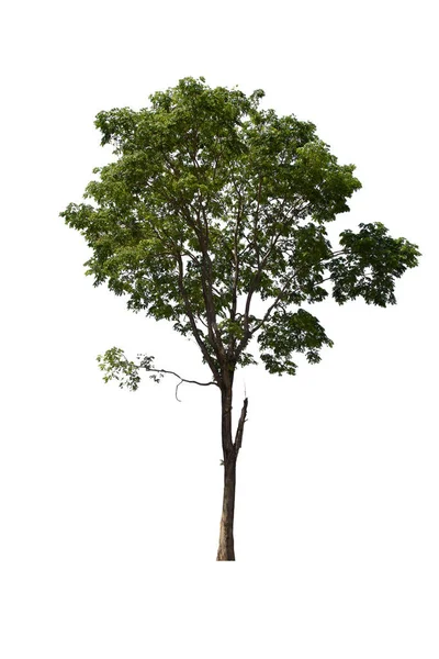 Verde Árbol Aislado Encuentra Sobre Fondo Blanco Colección Árbol Aislado — Foto de Stock