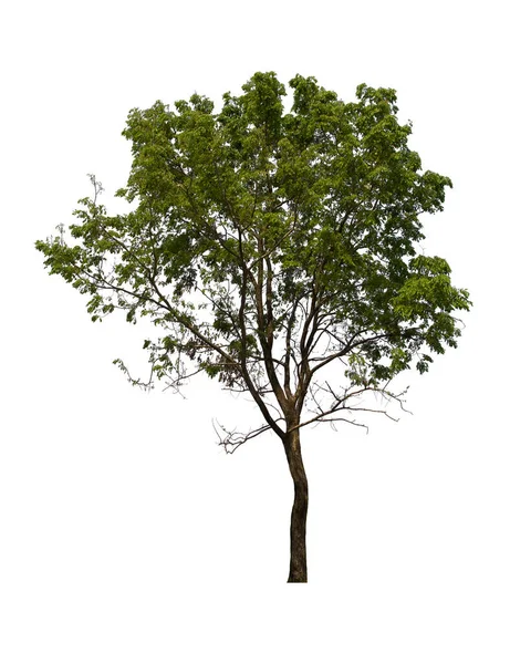 İzole edilmiş ağaç yeşili beyaz arkaplanda yer almaktadır. Beyaz arkaplanda izole edilmiş ağaç koleksiyonu